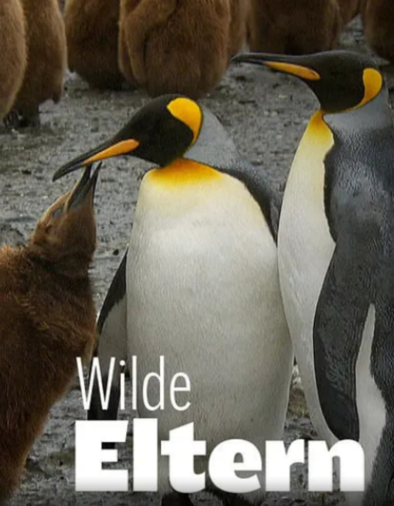 大自然中的父母之爱第一季